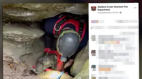 Strażacy ratowali uwięzionego psa. Natknęli się na niedźwiedzia