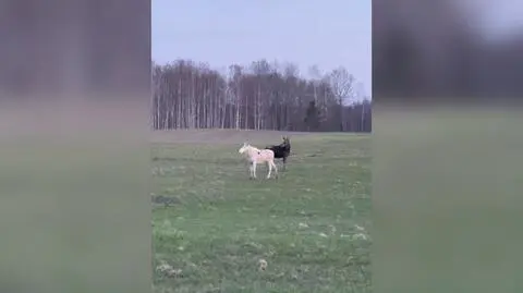 Dwa łosie na wypasie, jeden z nich był "bardzo rzadki"