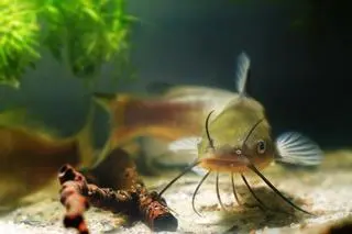 Sum kanałowy (Ictalurus punctatus) - zdj. ilustracyjne