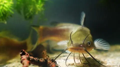 Sum kanałowy (Ictalurus punctatus) - zdj. ilustracyjne