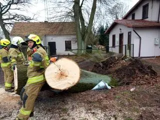 Wiatr powalał potężne drzewa
