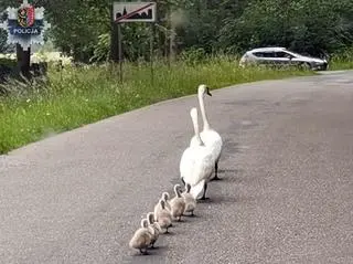 Łabędzia rodzina na drodze