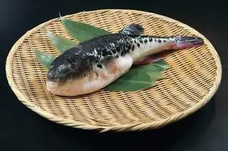 Fugu - zdjęcie poglądowe