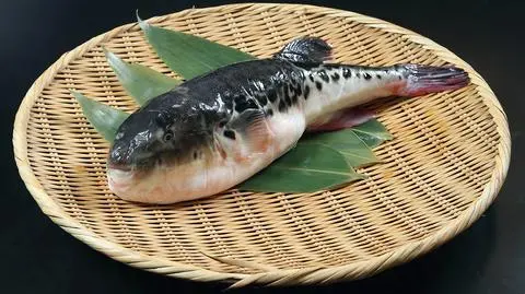 Fugu - zdjęcie poglądowe
