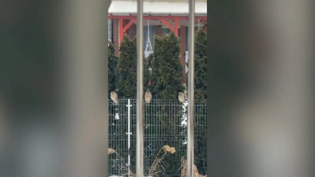 Sześciu niezwykłych gości na ogrodzeniu. "Pierwszy raz widzę coś takiego"