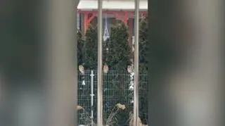 Sześciu niezwykłych gości na ogrodzeniu. "Pierwszy raz widzę coś takiego"