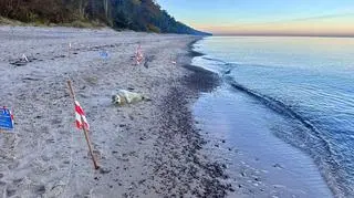 Młoda foka szara znaleziona na plaży w Pobierowie