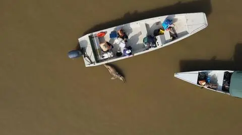 Ekolodzy i naukowcy wyławiają martwe delfiny podczas fali upałów i suszy w Amazonii w 2023 roku