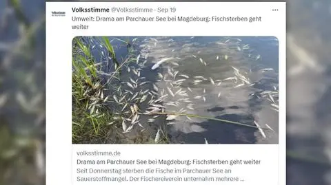 Masowa śmierć ryb w niemieckim jeziorze