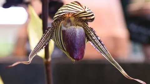 Kwiat odkrytego w 2009 roku Paphiopedilum canhii. Kilka miesięcy później, populacja gatunku zmniejszyła się o 99 procent