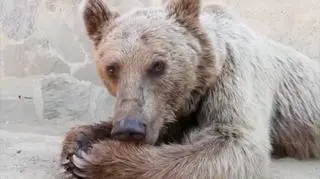 Najadł się owoców, dostał niestrawności, został celebrytą