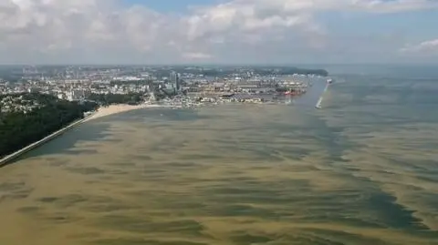 Sinice w Bałtyku