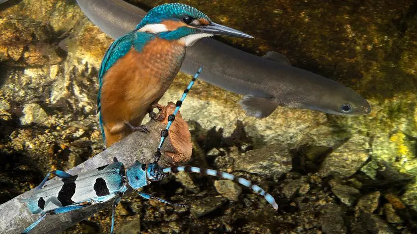 Plebiscyt na Zwierzę Roku 2026. Zobacz pretendentów