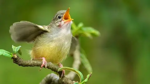 Naukowcy "odkodowują" śpiew ptaków. Program rozpozna gatunek po dźwiękach