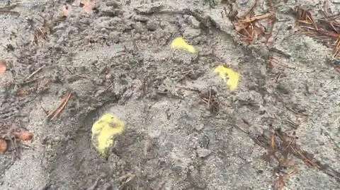 1114d60f-2123-4129-8c45-f8e590d2a2af (1)-0002