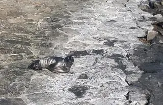 Młoda foka szara została znaleziona na Skwerze Kościuszki w Gdyni