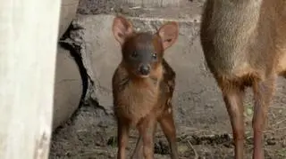 Pudu, który urodził się w argentyńskim zoo