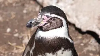 Pingwin peruwiański