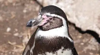 "Są o krok od całkowitego wyginięcia"