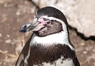 "Są o krok od całkowitego wyginięcia"