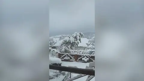 Drzewo łamie się pod naporem śniegu