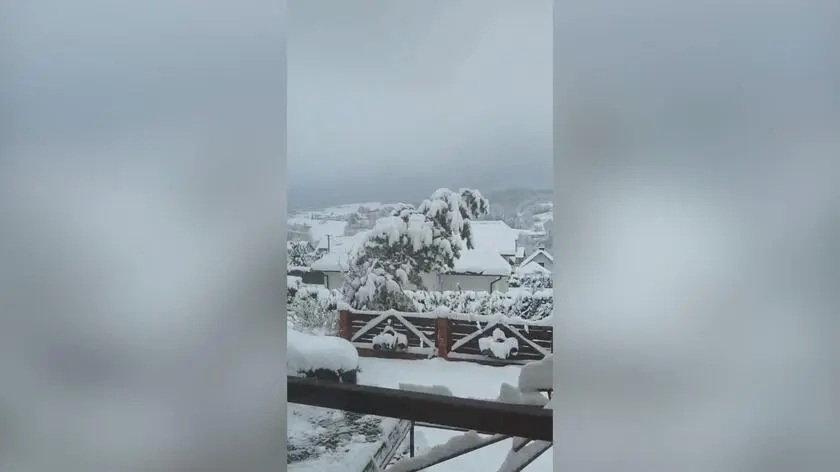 Drzewo złamało się pod naporem śniegu. Nagranie