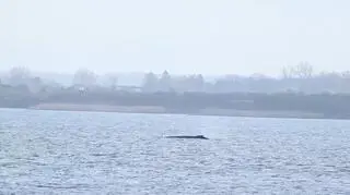 Po raz kolejny utknął na mieliźnie. Jego stan jest krytyczny