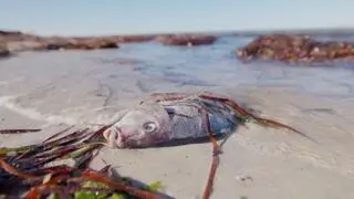 Toksyczne wodorosty u wybrzeży Australii zabijają lokalną faunę