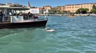 Delfin celebryta opuścił Wenecję. To dla jego bezpieczeństwa