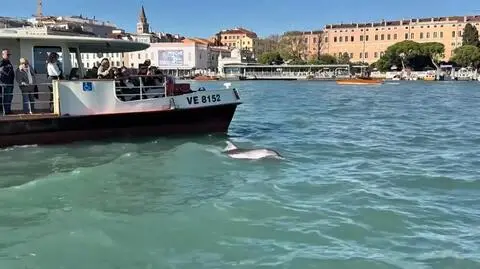 Delfin Mimmo w Wenecji