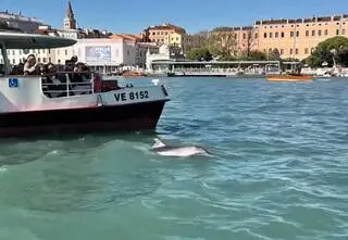 Myśleli, że tak będzie mu lepiej. Zwrot w sprawie delfina celebryty