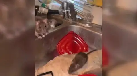 Inwazja szczurów 1-0005