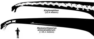 Porównanie gatunków Mamenchisaurus sinocanadorum i Xinjiangtitan 
