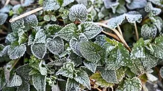 Mroźna noc. Powyżej zera tylko w dwóch miejscach