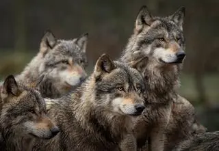 Powiat dostał zgodę na odstrzał trzech wilków. "Lata mijają, a myślenie się nie zmienia"