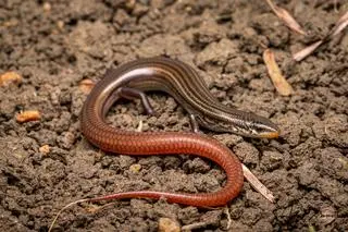 Scynka z gatunku Austroablepharus barrylyoni