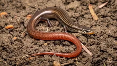 Scynka z gatunku Austroablepharus barrylyoni