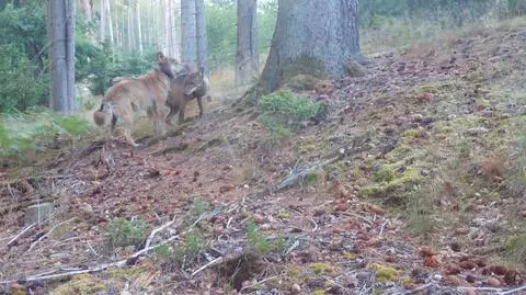 "Królowa" i "król" wilków. Jak jest w Polsce