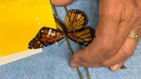 Motyl