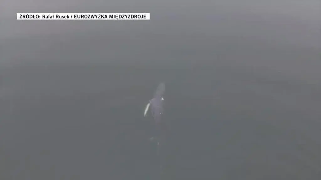 Humbak w Morzu Bałtyckim