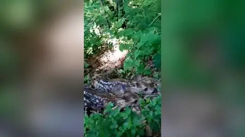Młode sarny znalezione w Ukrainie