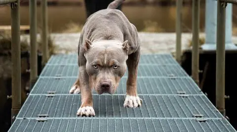 Amerykański pitbullterrier