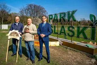 W Parku Śląskim jest wszystko, czego potrzebują jeże:  łąki, krzewy, zarośla i zasoby pokarmowe