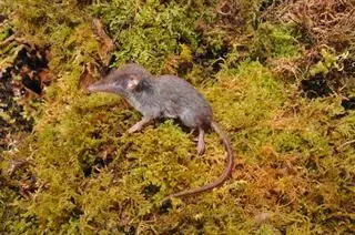 Crocidura caudipilosa
