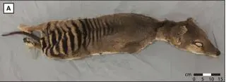 Tygrys tasmański pochodzący ze zbiorów Szwedzkiego Muzeum Historii Naturalnej w Sztokholmie