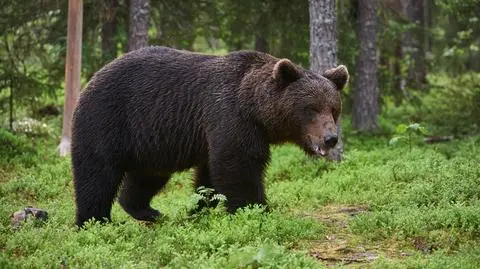 Niedźwiedzie wybudziły się z zimowego snu, mogą pojawiać się w pobliżu domów. "To jest dzikie zwierzę"
