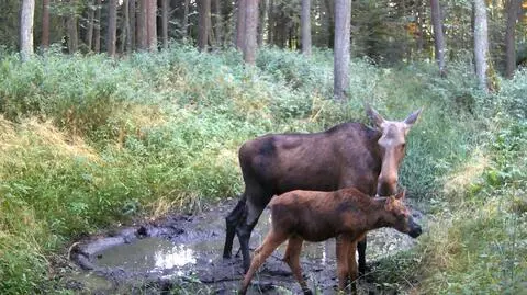 Łosza dogląda młodego. Wyjątkowe sceny spod Częstochowy