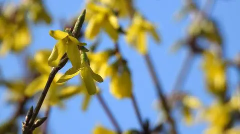 Słonecznie