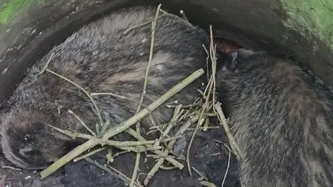 Borsuki w tarapatach. Wpadły do dwumetrowej studzienki kanalizacyjnej