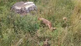 Wilczka wypuszczono na wolność
